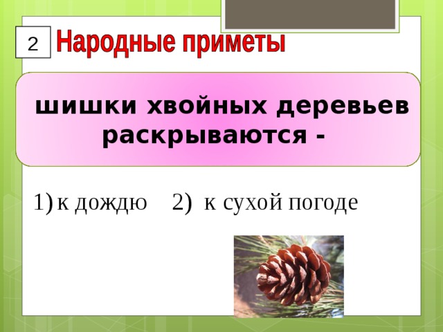 Шишки хвойных деревьев раскрываются примета окружающий мир