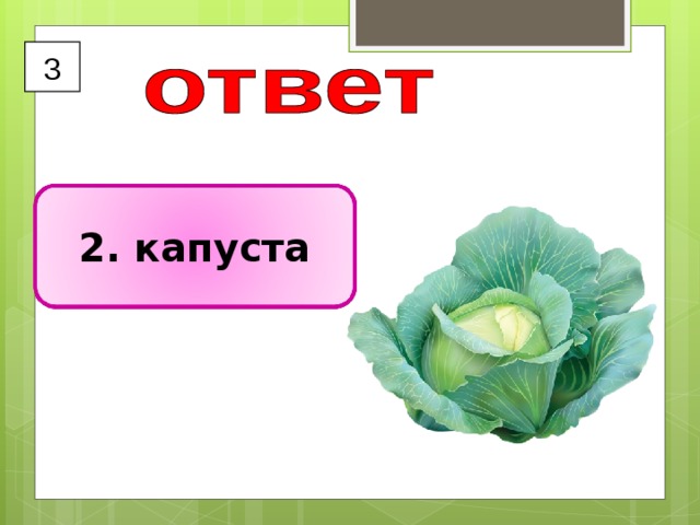 3 2. капуста 