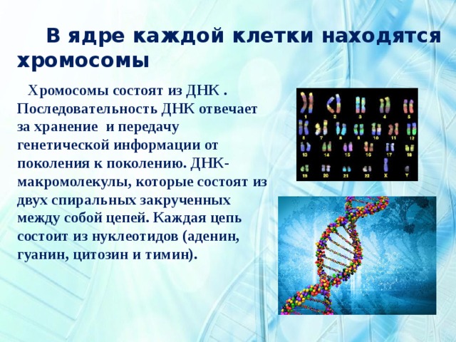  В ядре каждой клетки находятся хромосомы  Хромосомы состоят из ДНК . Последовательность ДНК отвечает за хранение и передачу генетической информации от поколения к поколению. ДНК- макромолекулы, которые состоят из двух спиральных закрученных между собой цепей. Каждая цепь состоит из нуклеотидов (аденин, гуанин, цитозин и тимин). 