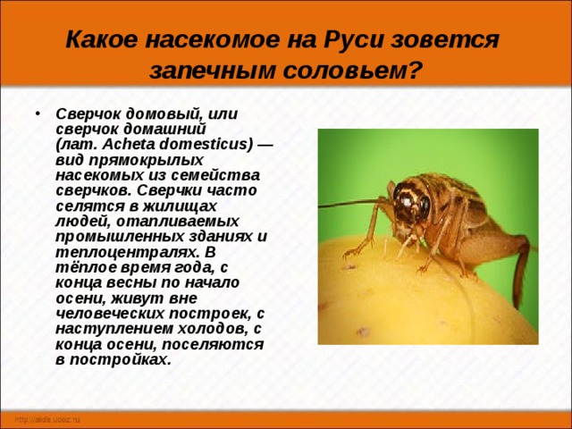 Какой тип развития характерен для сверчка домового изображенного на рисунке