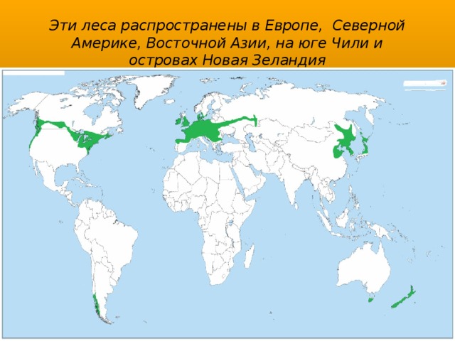 Эти леса распространены в Европе, Северной Америке, Восточной Азии, на юге Чили и островах Новая Зеландия 