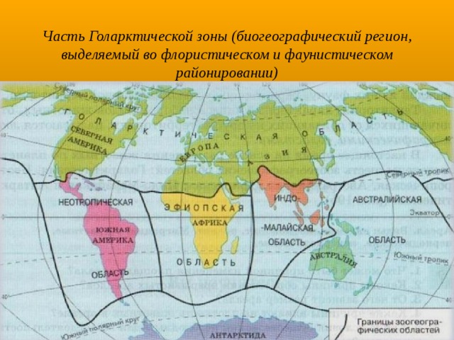 Фаунистические области карта