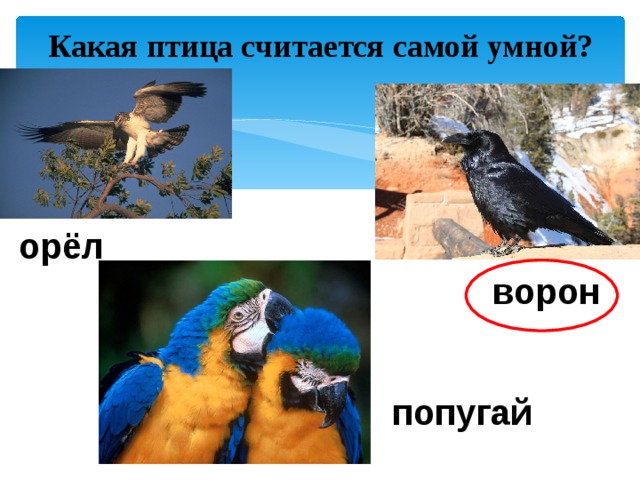 Умный орел. Попугай и ворон. Какая птица считается самой умной. Ворона и попугай. Самый умный Орел.