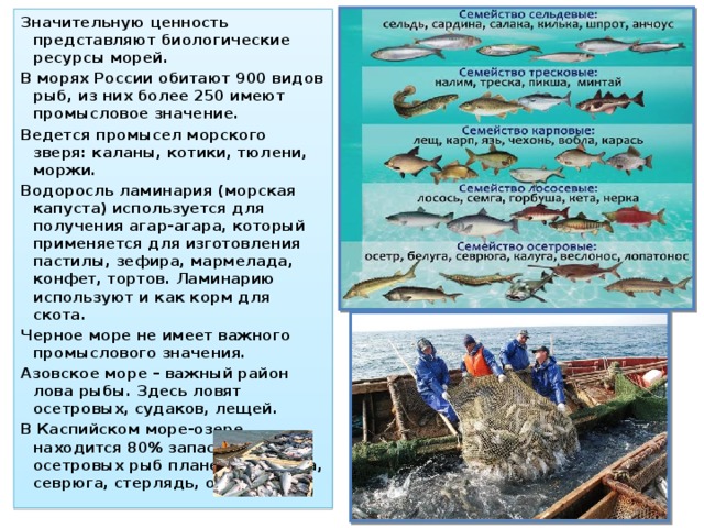 Значительную ценность представляют биологические ресурсы морей. В морях России обитают 900 видов рыб, из них более 250 имеют промысловое значение. Ведется промысел морского зверя: каланы, котики, тюлени, моржи. Водоросль ламинария (морская капуста) используется для получения агар-агара, который применяется для изготовления пастилы, зефира, мармелада, конфет, тортов. Ламинарию используют и как корм для скота. Черное море не имеет важного промыслового значения. Азовское море – важный район лова рыбы. Здесь ловят осетровых, судаков, лещей. В Каспийском море-озере находится 80% запасов осетровых рыб планеты – белуга, севрюга, стерлядь, осетр.  
