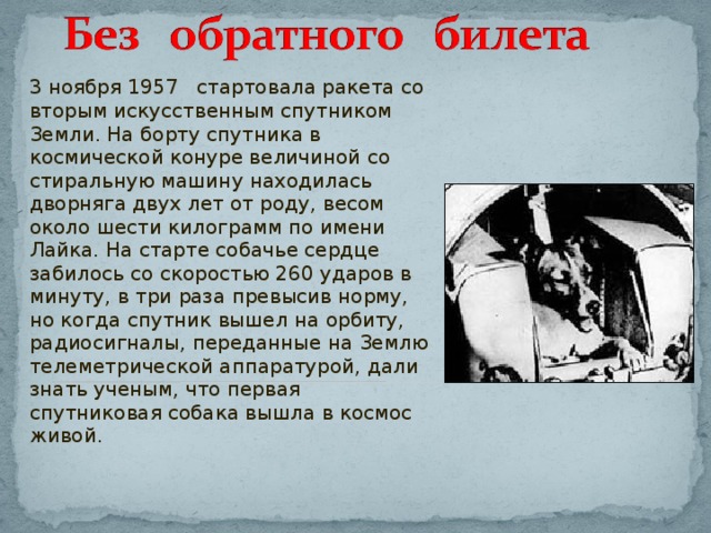 3 ноября 1957 стартовала ракета со вторым искусственным спутником Земли. На борту спутника в космической конуре величиной со стиральную машину находилась дворняга двух лет от роду, весом около шести килограмм по имени Лайка. На старте собачье сердце забилось со скоростью 260 ударов в минуту, в три раза превысив норму, но когда спутник вышел на орбиту, радиосигналы, переданные на Землю телеметрической аппаратурой, дали знать ученым, что первая спутниковая собака вышла в космос живой. 
