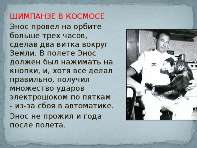 ШИМПАНЗЕ В КОСМОСЕ Энос провел на орбите больше трех часов, сделав два витка вокруг Земли. В полете Энос должен был нажимать на кнопки, и, хотя все делал правильно, получил множество ударов электрошоком по пяткам - из-за сбоя в автоматике. Энос не прожил и года после полета.  