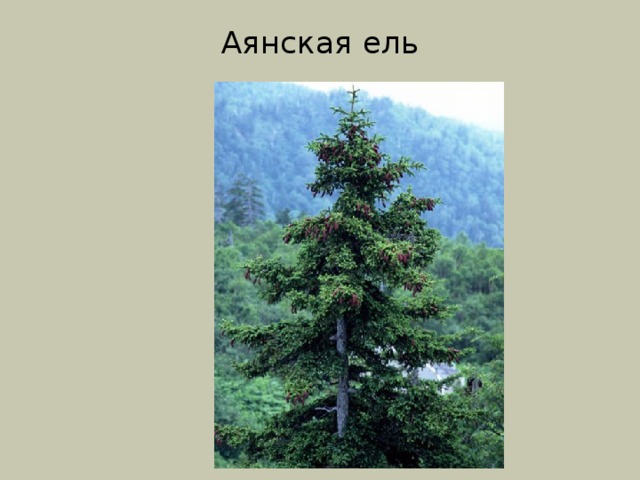 Уссурийская тайга презентация 8 класс