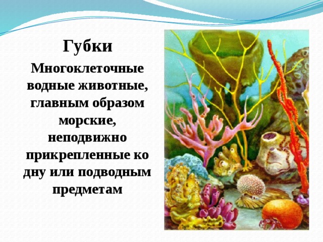 Губки Многоклеточные водные животные, главным образом морские, неподвижно прикрепленные ко дну или подводным предметам 
