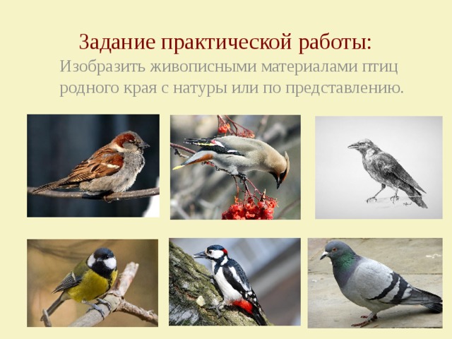 Наши друзья птицы изображение и реальность