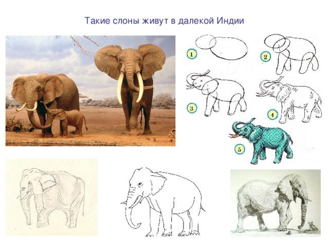 План конспект урока по теме животные
