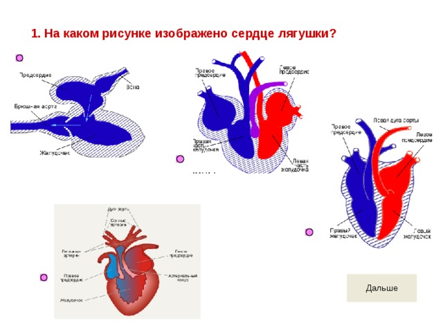 1. На каком рисунке изображено сердце лягушки? 