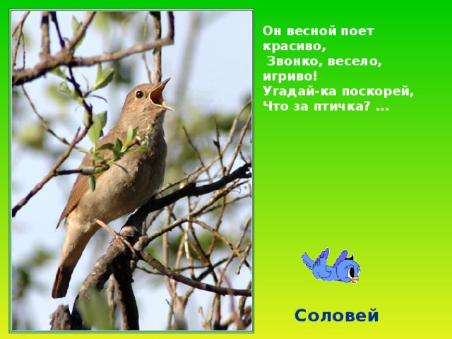 Он весной поет красиво,  Звонко, весело, игриво! Угадай-ка поскорей, Что за птичка? ...  Соловей 