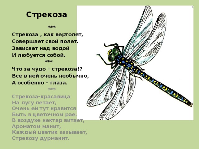 Стрекоза на украинском языке перевод. Сообщение о стрекозе. Стрекоза описание. Стрекоза описание для детей. Стрекоза описание для детей дошкольного возраста.