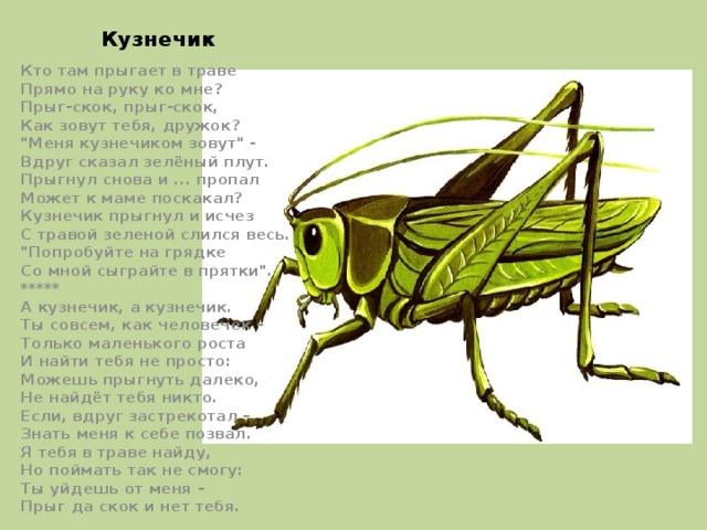 Кузнечик транспортная карта