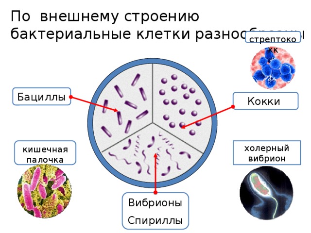 По внешнему строению бактериальные клетки разнообразны стрептококк Бациллы Кокки холерный вибрион кишечная палочка По своей форме бактерии делятся на несколько групп: Шарообразные бактерии называются 