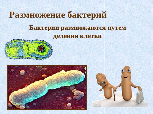 Размножение бактерий Бактерии размножаются путем деления клетки 
