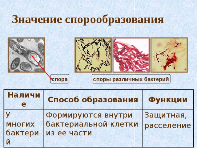 Спорообразование микробиология. Процесс образования спор у бактерий. Значение спорообразования у бактерий. Чем отличается спора гриба от споры бактерии