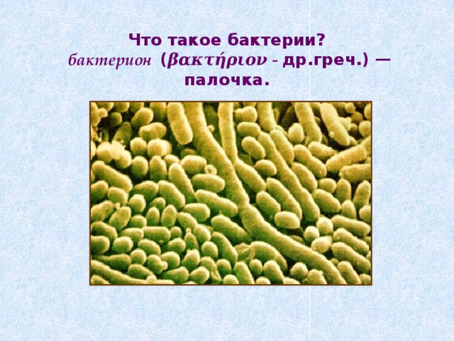 Что такое бактерии?   бактерион ( βακτήριον - др.греч.) — палочка. 