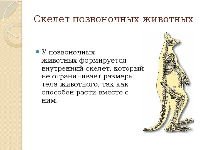 Тело этого животного изображенного на рисунке. Внутренний скелет позвоночных. Скелет позвоночного животного. Функции скелета животных. Преимущества позвоночных животных.