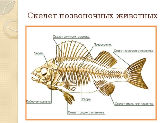 Назови позвоночных животных