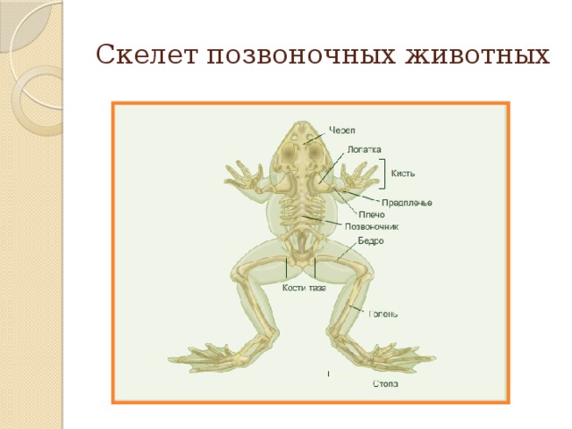 О чем говорит сходный план строения скелетов разных позвоночных животных