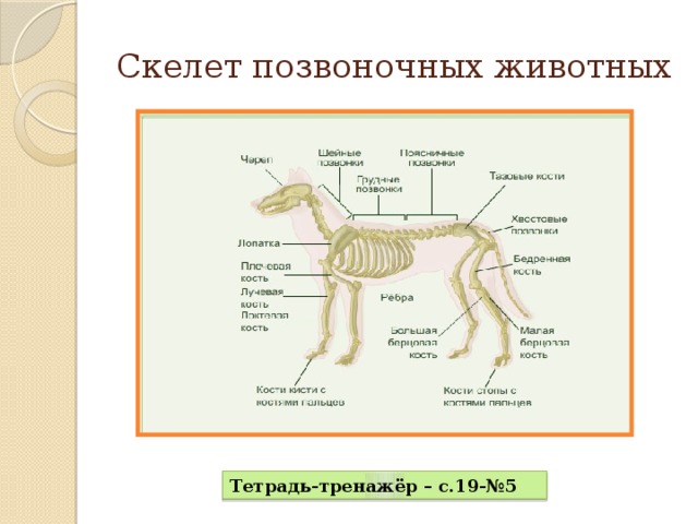 Какие животные позвоночные. Основных отделов состоит скелет позвоночных животных. Позвоночные строение скелета. Отделы скелета животных 6 класс. Скелет позвоночника животных.