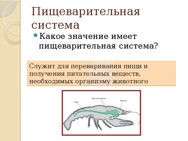 Значение пищеварения. Биология 6 класс пищеварительная система животных. Пищеварительная система животного органы и функции. Функции пищеварительной системы животных 6 класс. Каково значение пищеварительной системы.