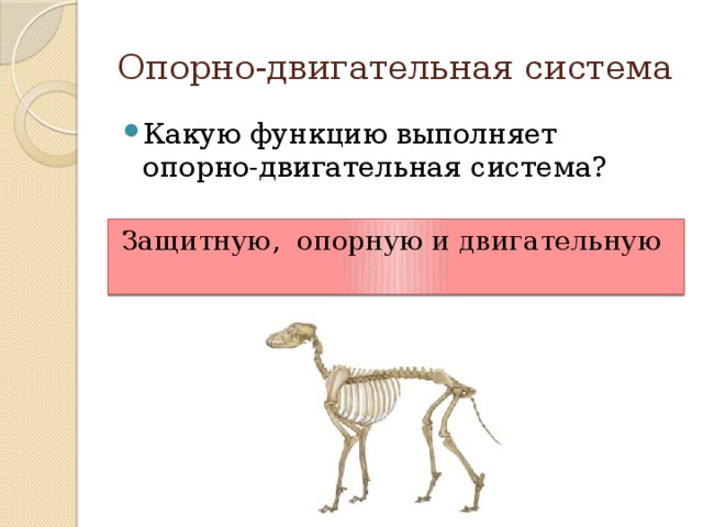 Выполняет опорную функцию. Опорно двигательная система млекопитающих 7 органы функции. Строение опорно двигательной системы животного. Функции опорно двигательной системы животных 7 класс. Опорно двигательная система млекопитающих органы и функции таблица.