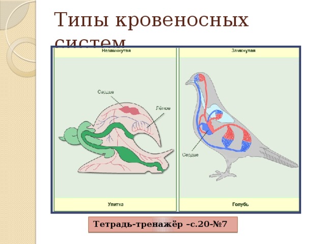 Тип кровеносной. Типы кровеносных систем. Виды кровеносной системы. Модели систем органов животных. Открытая кровеносная система.