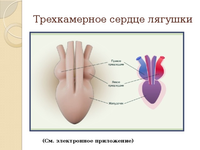 У земноводных сердце трехкамерное с неполной перегородкой. Схема строения сердца лягушки. Трехкамерное сердце у земноводных.