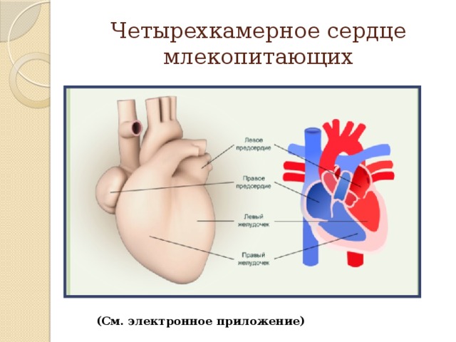 Рисунок сердца млекопитающего