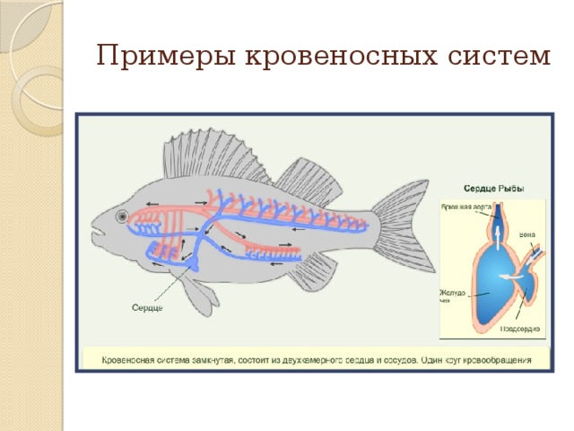 Замкнутая кровеносная система