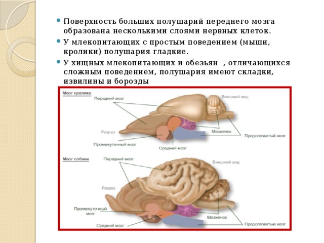 Передний мозг млекопитающих покрыт. Головной мозг млекопитающих кролик. Функции головного мозга кролика. Отделы мозга кролика схема. Названия отделов головного мозга млекопитающих.