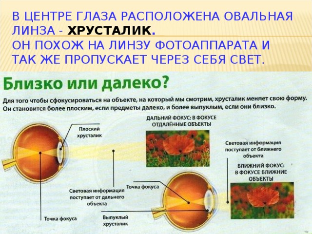 Какую форму имеет хрусталик