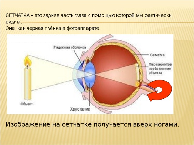 Какое изображение получается на сетчатке глаза человека действительное прямое