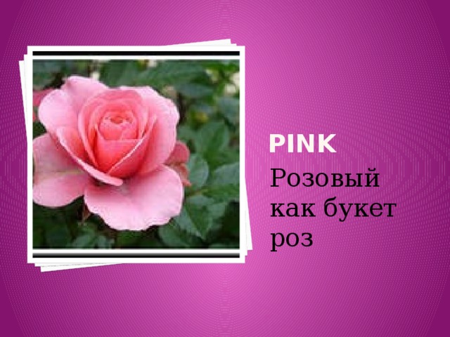 PINK Розовый как букет роз 
