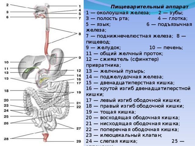 Пищеварительная система человека. Функции, значение это... Что такое Пищеварител