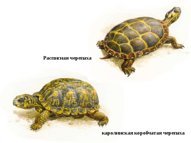 Расписная черепаха каролинская коробчатая черепаха 