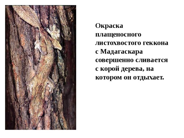 Окраска плащеносного листохвостого геккона с Мадагаскара совершенно сливается с корой дерева, на котором он отдыхает.  