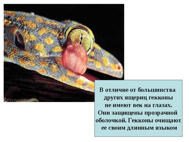 В отличие от большинства других ящериц гекконы  не имеют век на глазах. Они защищены прозрачной оболочкой. Гекконы очищают  ее своим длинным языком 