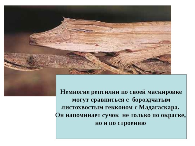 Немногие рептилии по своей маскировке  могут сравниться с бороздчатым листохвостым гекконом с Мадагаскара. Он напоминает сучок не только по окраске, но и по строению  