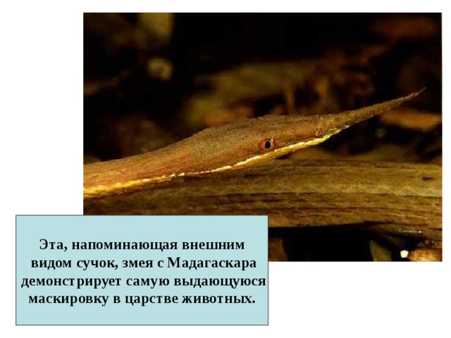 Эта, напоминающая внешним  видом сучок, змея с Мадагаскара  демонстрирует самую выдающуюся  маскировку в царстве животных. 