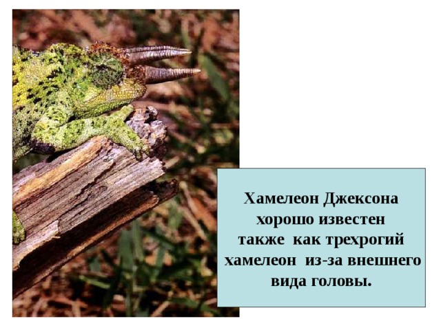 Хамелеон Джексона  хорошо известен также как трехрогий  хамелеон из-за внешнего  вида головы. 