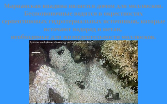 Марианская впадина является домом для моллюсков. Беспозвоночные водятся в окрестностях серпентиновых гидротермальных источников, которые источают водород и метан, необходимые для жизнедеятельности моллюсков. 
