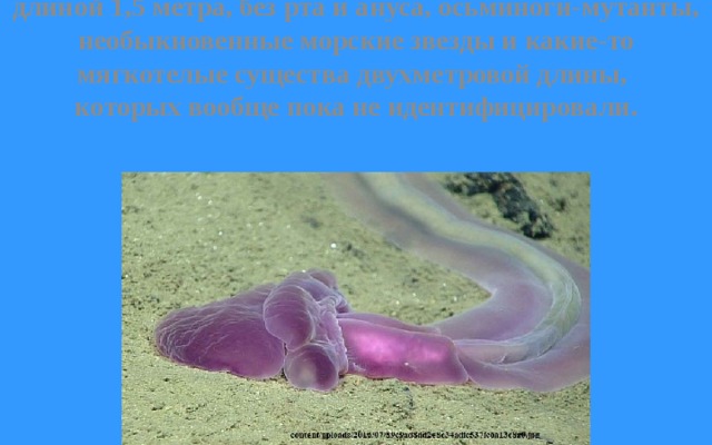 В их числе – устрашающего вида черви длиной 1,5 метра, без рта и ануса, осьминоги-мутанты, необыкновенные морские звезды и какие-то мягкотелые существа двухметровой длины, которых вообще пока не идентифицировали. 