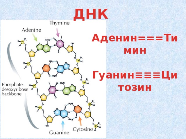 ДНК Аденин===Тимин  Гуанин≡≡≡Цитозин 