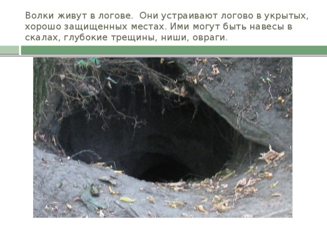 Волк живет в логове. Волчье Логово жилище Волков. Логово волка для детей.