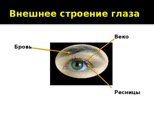 Презентация биология 8 класс зрительный анализатор строение и функции глаза