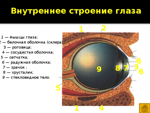 Сетчатка белочная оболочка сосудистая оболочка. Оболочки глаза белочная сосудистая сетчатка. Оболочки глаза 1) белочная 2) сосудистая 3) сетчатка. Строение глаза сетчатка белочная сосудистая. Белочная оболочка склера строение.