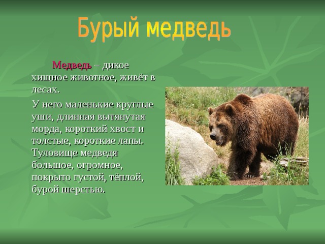   Медведь – дикое хищное животное, живёт в лесах.  У него маленькие круглые уши, длинная вытянутая морда, короткий хвост и толстые, короткие лапы. Туловище медведя большое, огромное, покрыто густой, тёплой, бурой шерстью. 